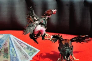 Chinh Phục Cách Chơi Đá Gà Sabong Tại Fastgame888 Siêu Lợi Nhuận